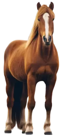 خيل للبيع في Kansas : أفضل الأسعار
